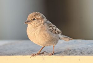 浮気の慰謝料請求方法はどうすればいい？