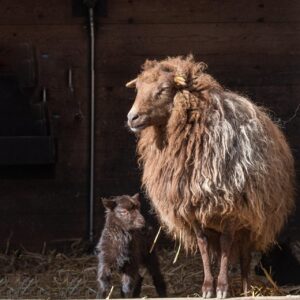 浮気が原因で離婚した場合、子供の親権は取れるか？